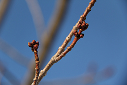 Bourgeons