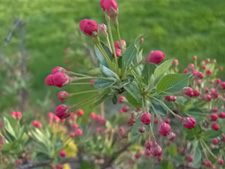 Fleurs de printemps