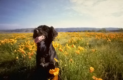 Chien courant dans un champ de fleurs