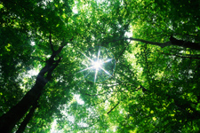 Lumière entre les arbres